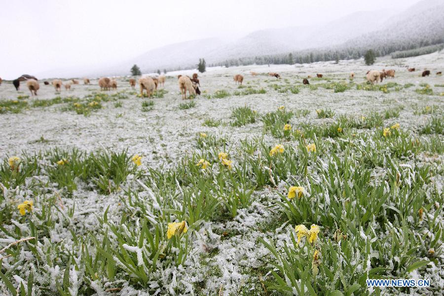 Snowfall hits Tianshan Mountain in Hami