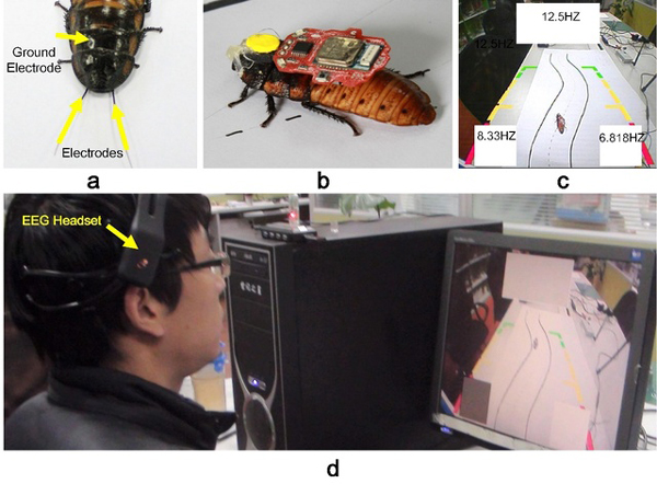 'Brain Control Cockroach' Realized in China's University