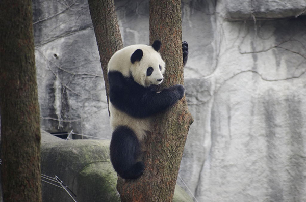 Panda gives birth to twins in Sichuan