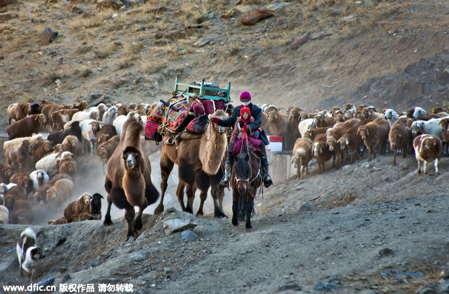 Kazak herdsmen migrate to winter pastures in Xinjiang