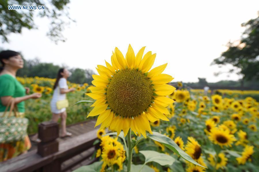 Blooming sunflowers in Beijing's Olympic Green