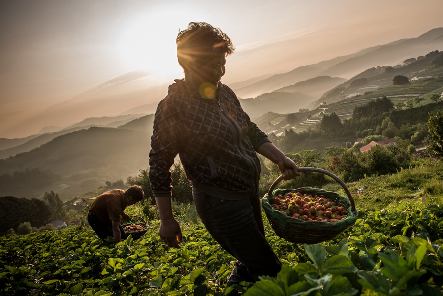 Strawberry season keeps villagers busy before winter crowds arrive