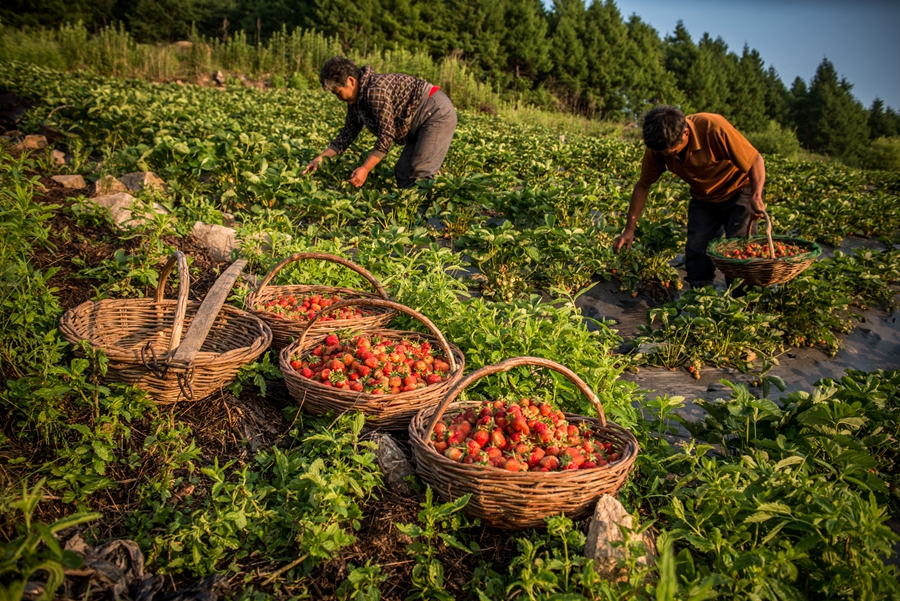 Strawberry season keeps villagers busy before winter crowds arrive