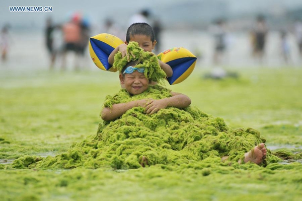 Seashore occupied by green algae in Qingdao