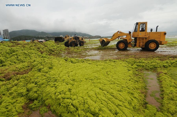 Seashore occupied by green algae in Qingdao