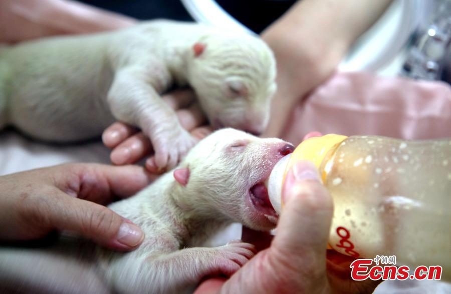 Polar bear gives birth to twin cubs