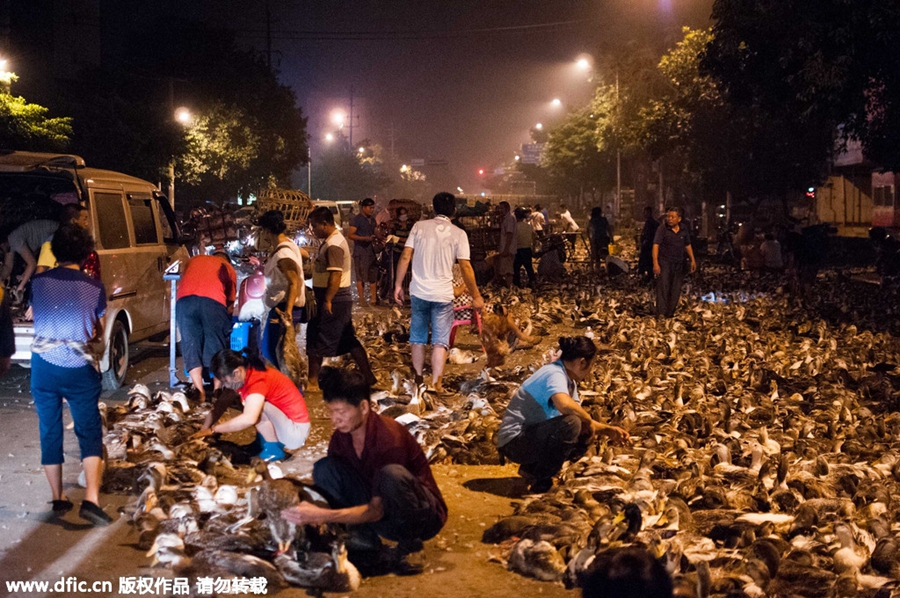 100,000 live ducks sold in Guangxi street to mark Ghost Festival