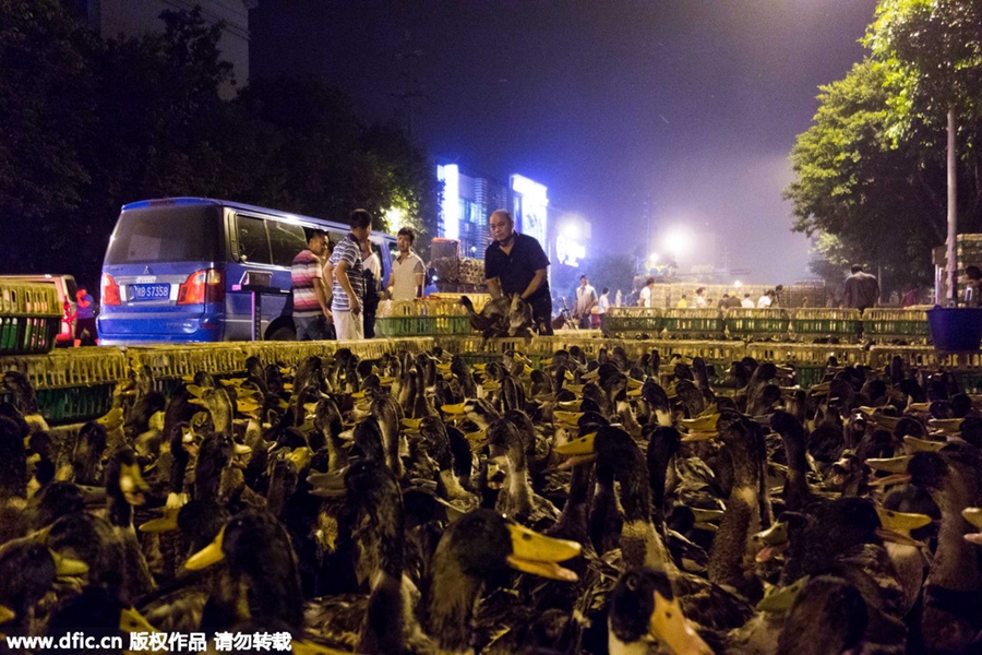 100,000 live ducks sold in Guangxi street to mark Ghost Festival