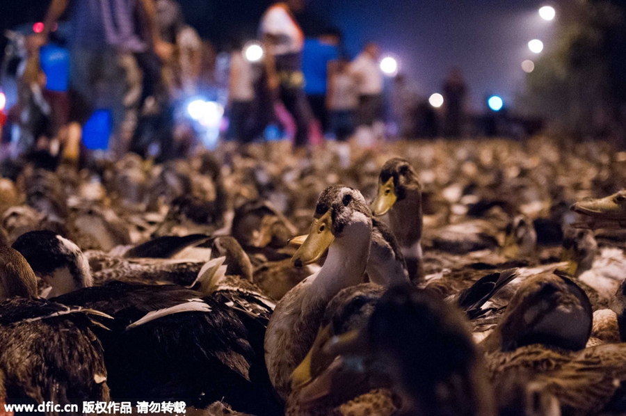 100,000 live ducks sold in Guangxi street to mark Ghost Festival