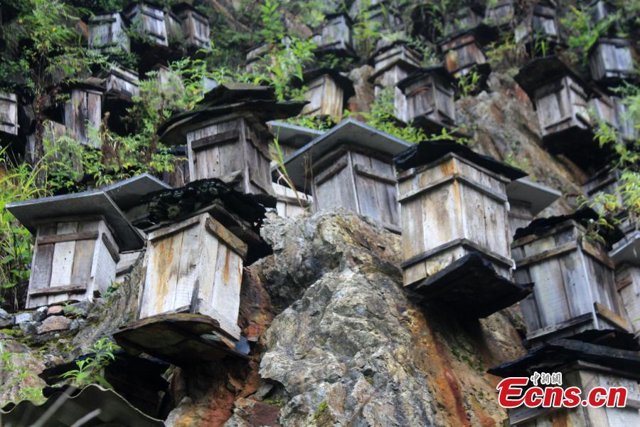 Wall of hives offers arresting sight in natural reserve