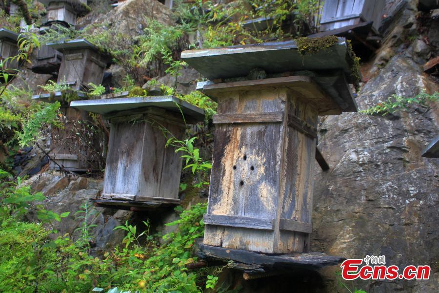 Wall of hives offers arresting sight in natural reserve