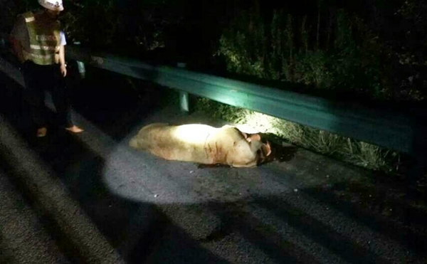 Circus lion appears on expressway, shot dead by police