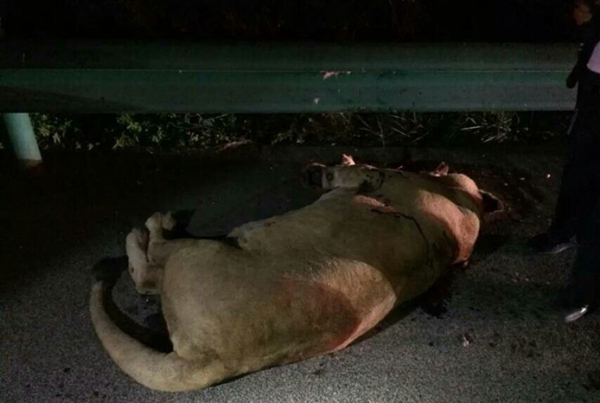 Circus lion appears on expressway, shot dead by police