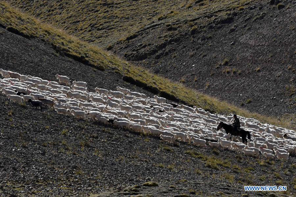 Herdsmen move herds into winter pastures in Xinjiang