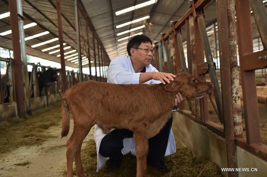 Cloned cow gives birth to healthy calf in China