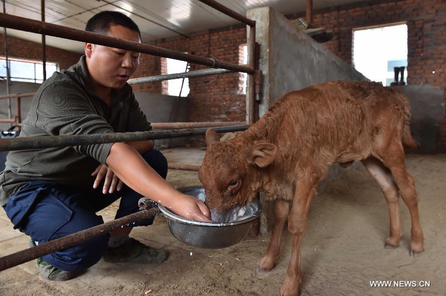 Cloned cow gives birth to healthy calf in China