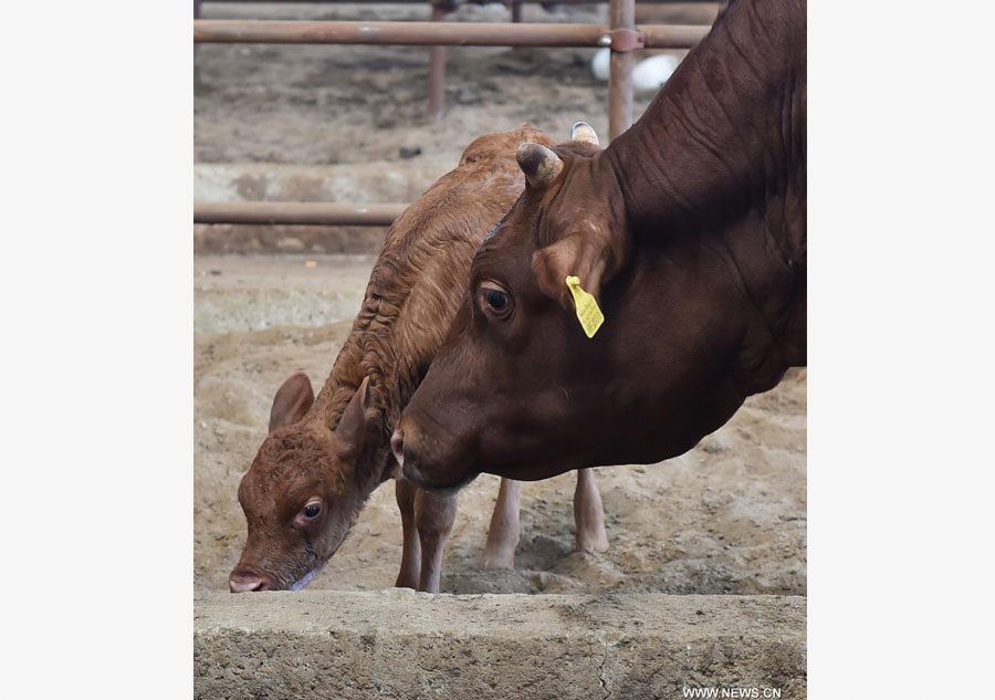 Cloned cow gives birth to healthy calf in China