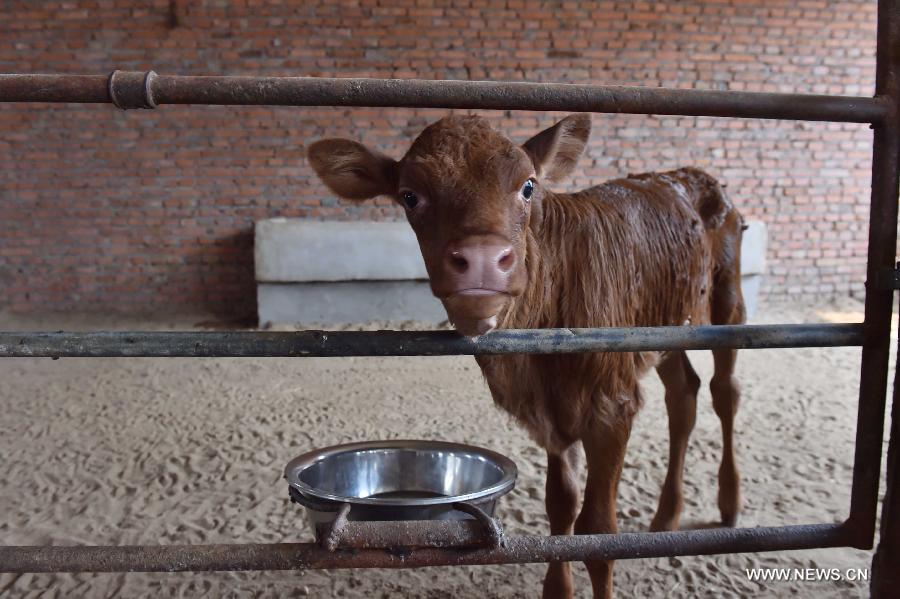 Cloned cow gives birth to healthy calf in China