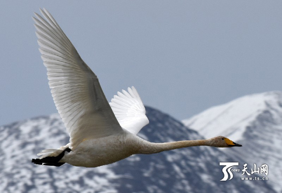Swans in Bayanbulak Wetland to start annual migration