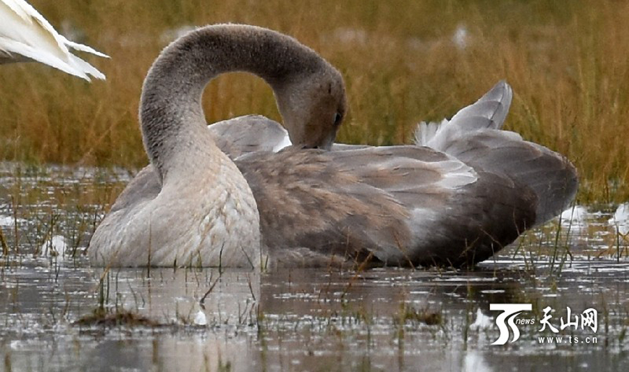 Swans in Bayanbulak Wetland to start annual migration