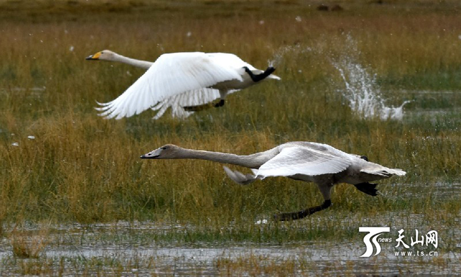 Swans in Bayanbulak Wetland to start annual migration