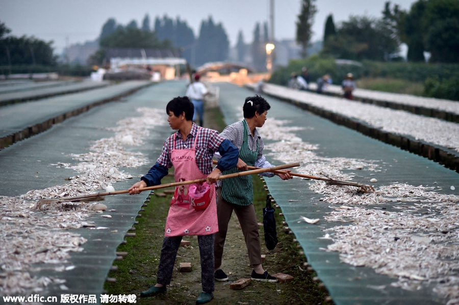 Villagers scoop up big profits by drying fish