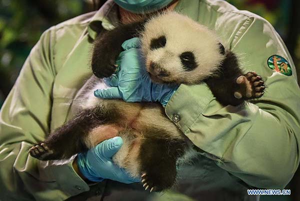 Newly-born giant panda triplets at Chimelong Safari Park
