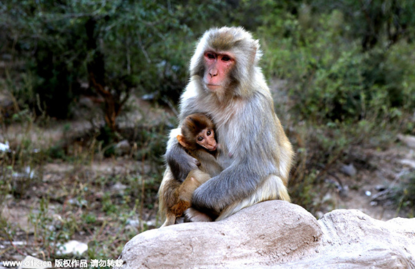 Monkeys grabbing a handful of breasts