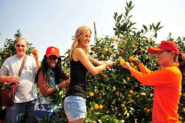 Fifth citrus fruit festival opens in Yiling