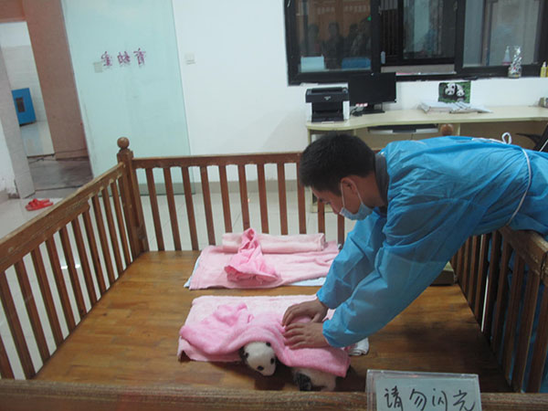 Un-bear-ably cute panda cubs meet fans in Sichuan