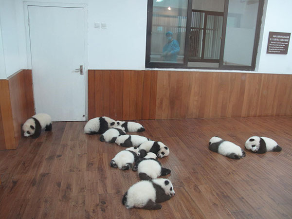 Un-bear-ably cute panda cubs meet fans in Sichuan