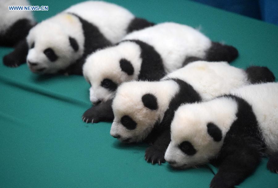 12 Twin Panda Cubs Meet Public In Sw China 4 Cn