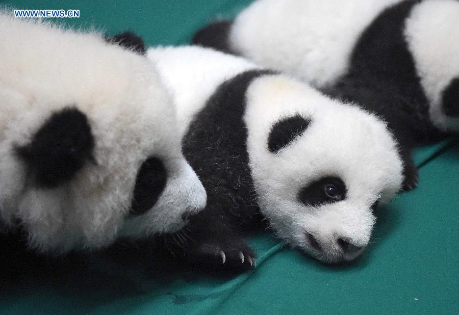 12 twin panda cubs meet public in SW China