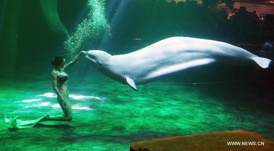 Shark Awareness Day marked in Beijing Aquarium