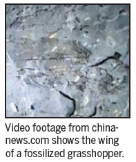 Student discovers rare fossil in Gansu