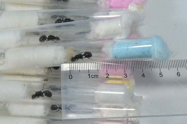 Live ants seized at airport customs