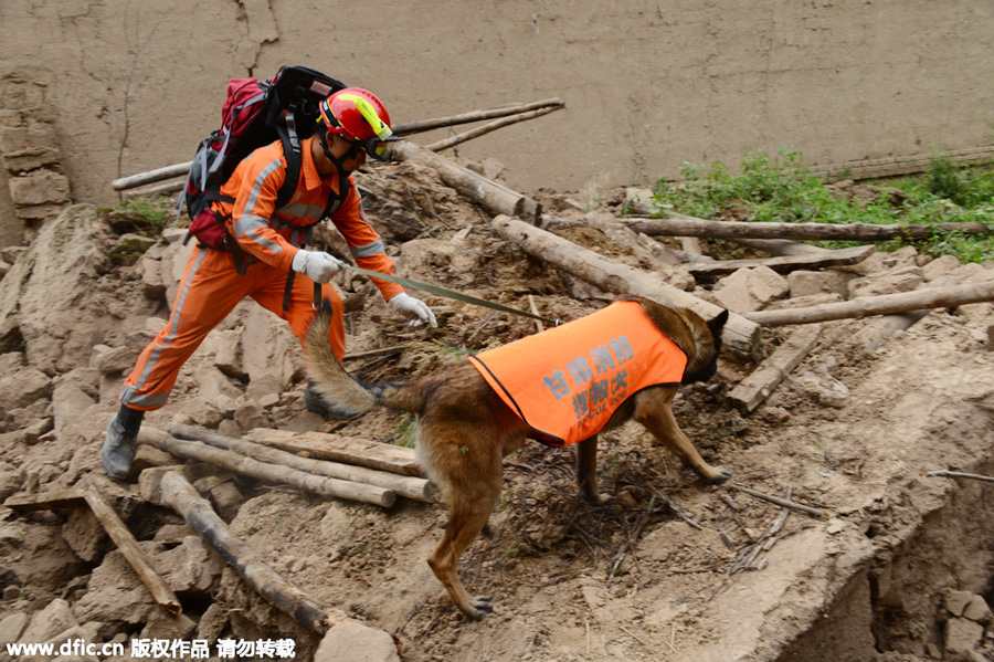 Four-legged friends prove invaluable in disaster zones
