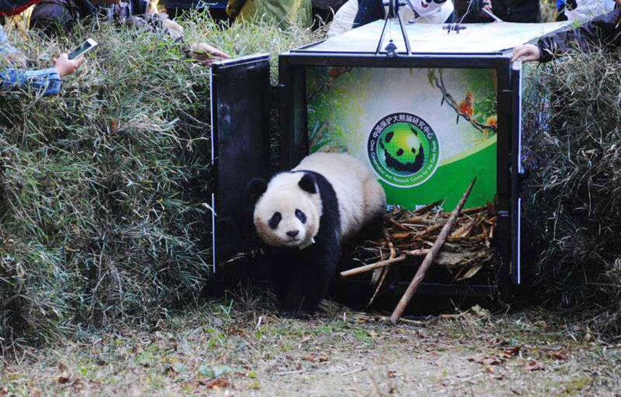 Fifth panda released into the wild in Sichuan