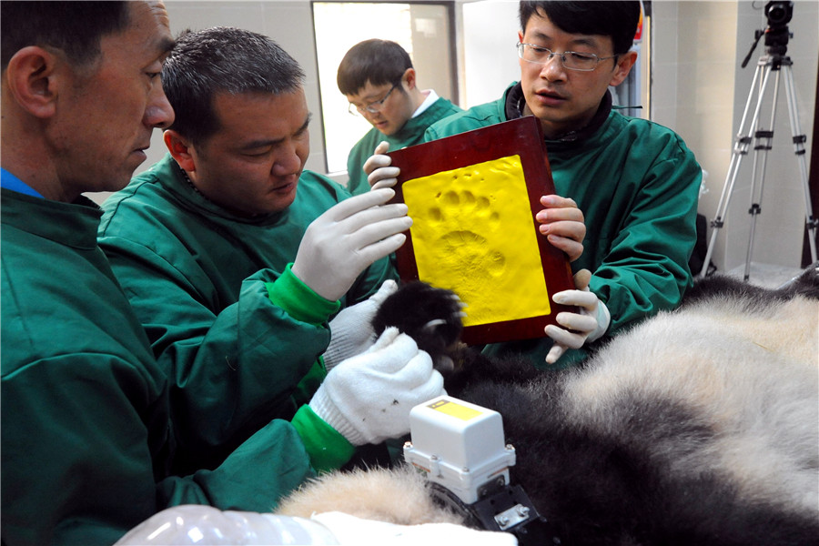 Fifth panda released into the wild in Sichuan