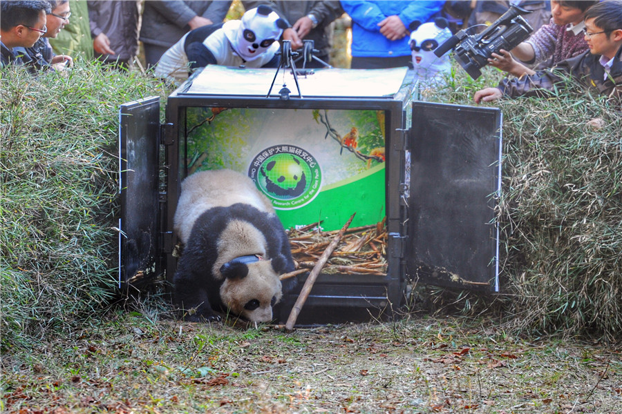 Fifth panda released into the wild in Sichuan