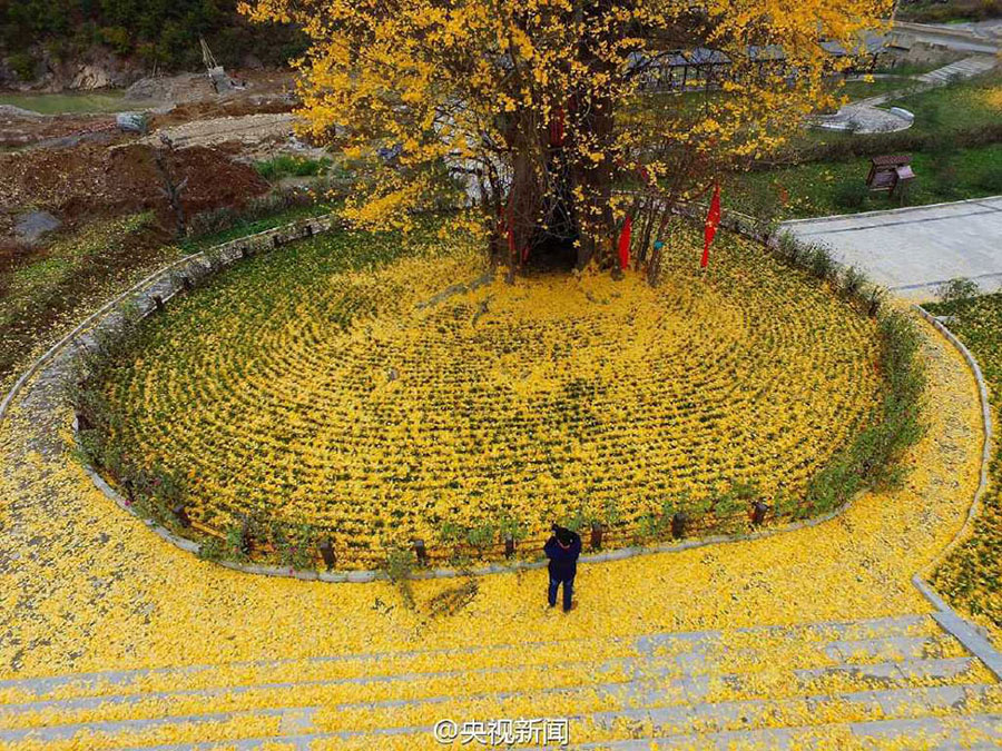 4,000-yr-old ginko tree in Northwest China