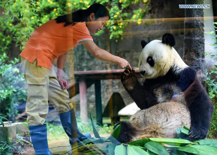 Giant panda Basi celebrates 35th birthday