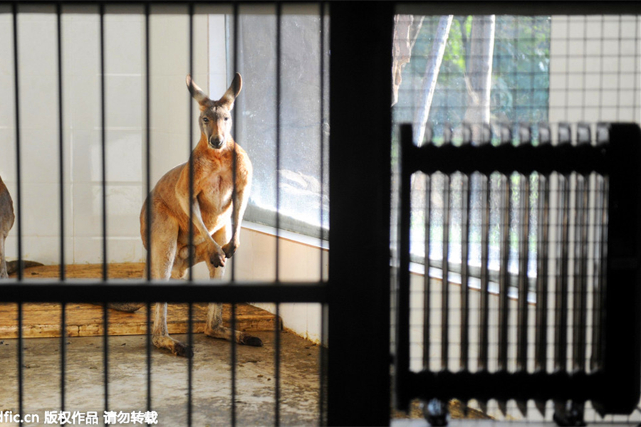Animals at Chinese zoos get help in tackling cold