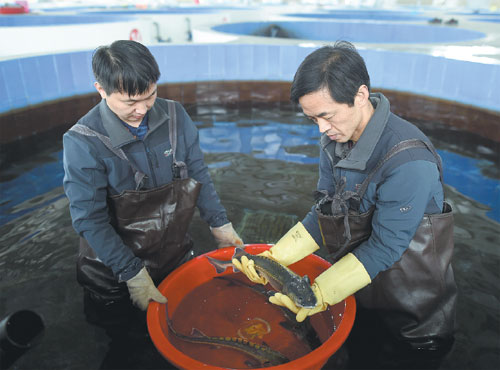 Rare sturgeon nearing extinction