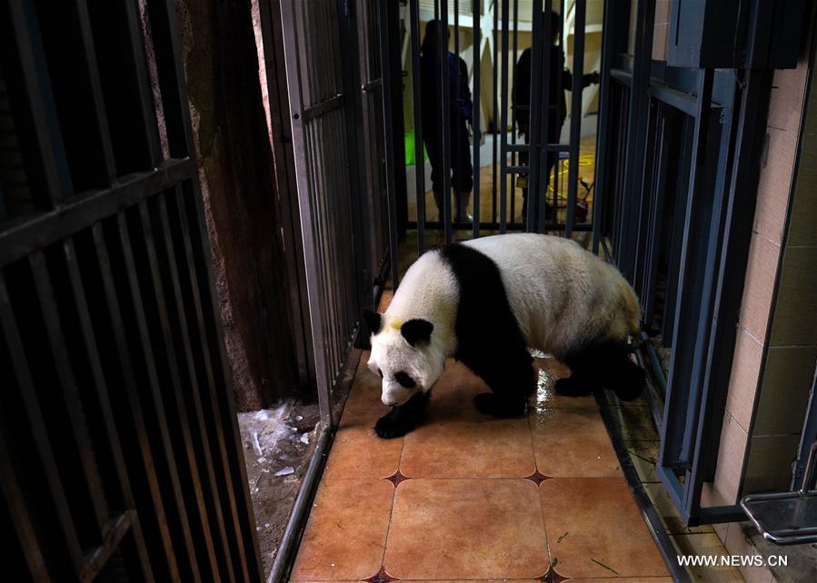 Giant pandas brave the cold by settling in freezing north