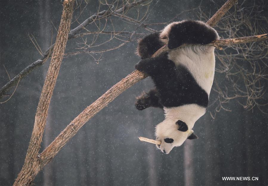 Giant pandas brave the cold by settling in freezing north