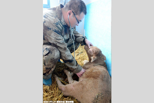 Six calves cloned simultaneously in Henan