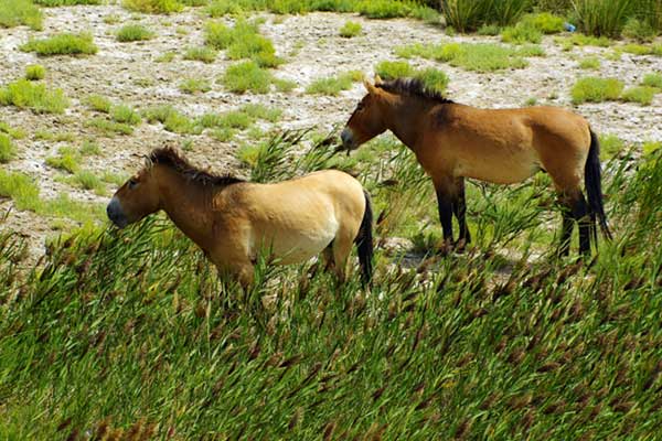 Wildlife species face extinction in Xinjiang