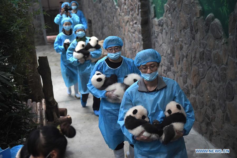 Number of giant pandas in China reaches 422