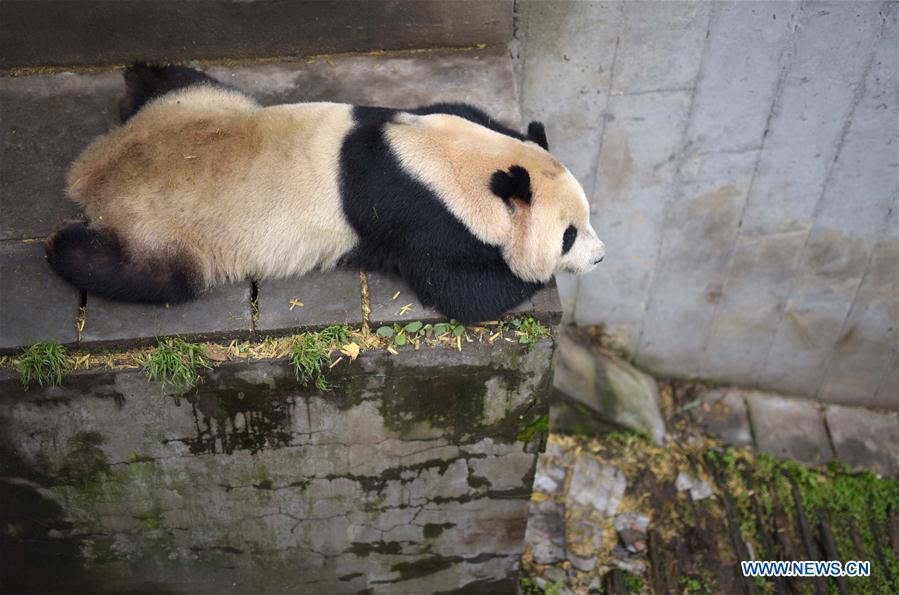 Number of giant pandas in China reaches 422